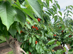 When you ask ChatGPT to write an article about Washington cherries this year: